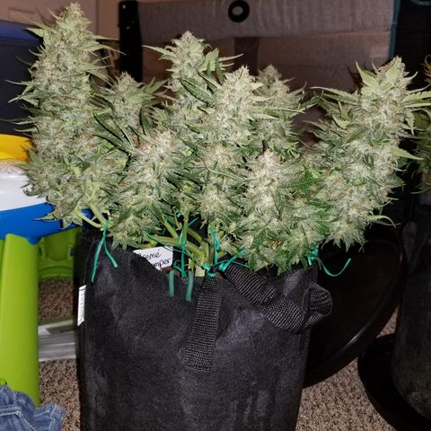 Creme stomper growlog timeline photo