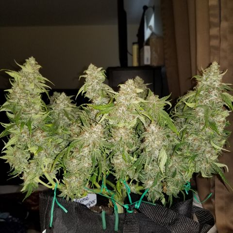 Creme stomper growlog timeline photo