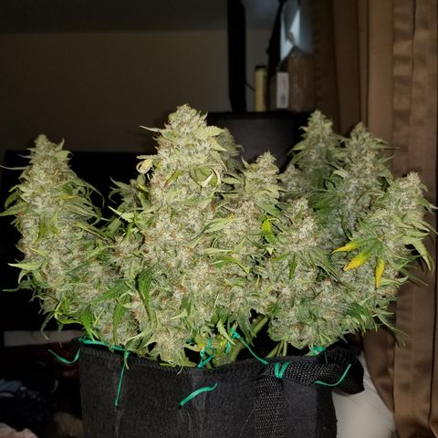 Creme stomper growlog timeline photo