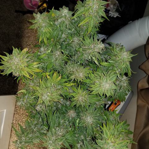 Creme stomper growlog timeline photo