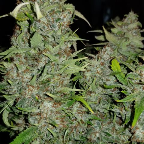 Creme stomper growlog timeline photo