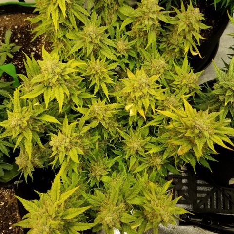Creme stomper growlog timeline photo
