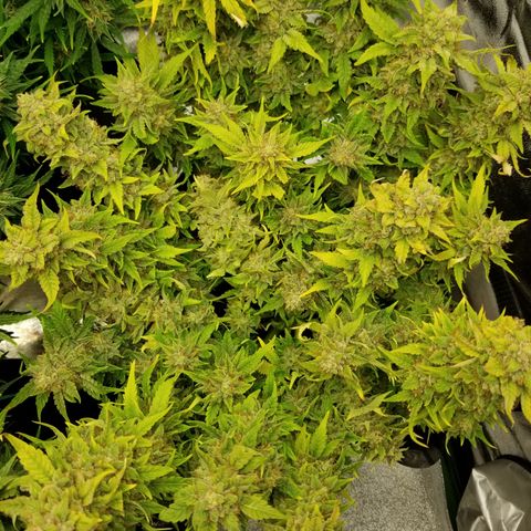 Creme stomper growlog timeline photo