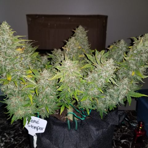 Creme stomper growlog timeline photo