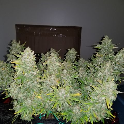 Creme stomper growlog timeline photo