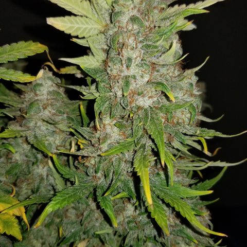 Creme stomper growlog timeline photo