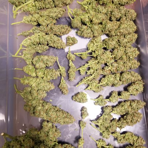 Creme stomper growlog timeline photo