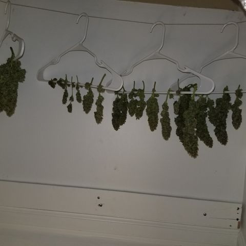 Creme stomper growlog timeline photo