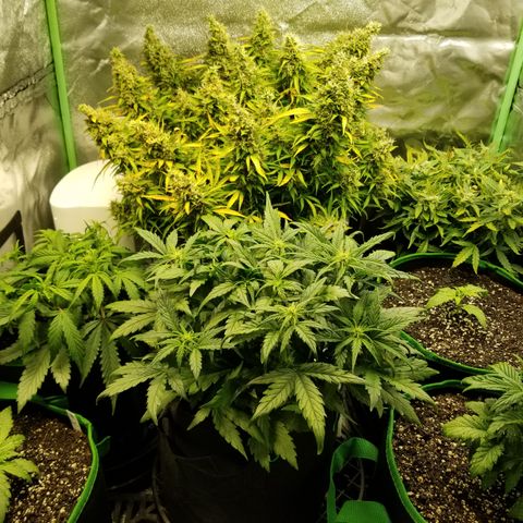Creme stomper growlog timeline photo