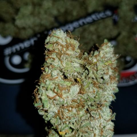 Creme stomper growlog timeline photo