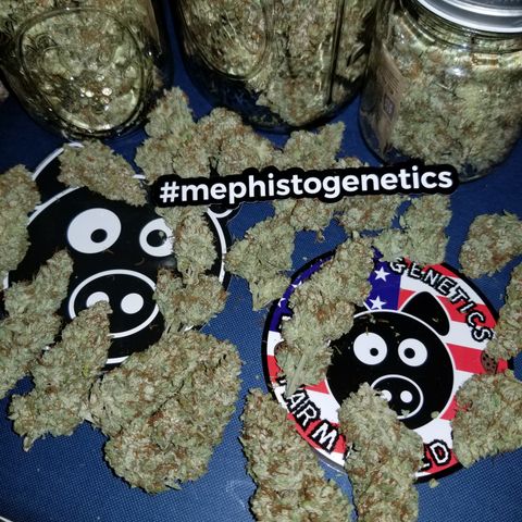 Creme stomper growlog timeline photo