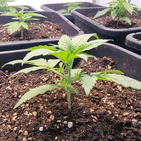Medusa growlog timeline photo