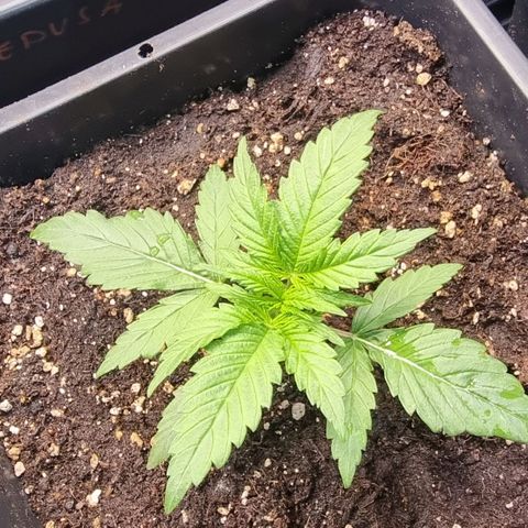 Medusa growlog timeline photo