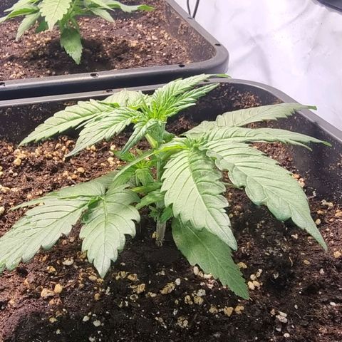 Medusa growlog timeline photo