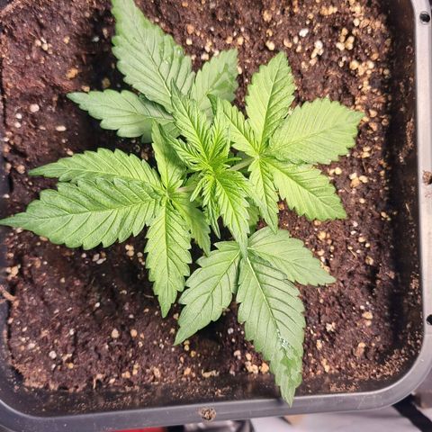 Medusa growlog timeline photo
