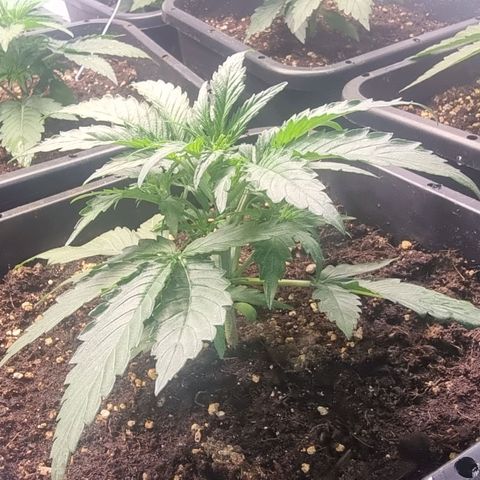 Medusa growlog timeline photo