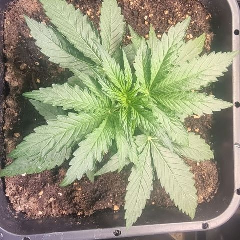 Medusa growlog timeline photo