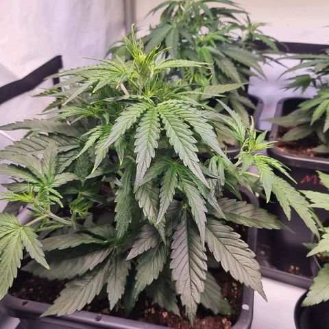 Medusa growlog timeline photo