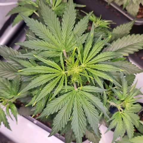 Medusa growlog timeline photo