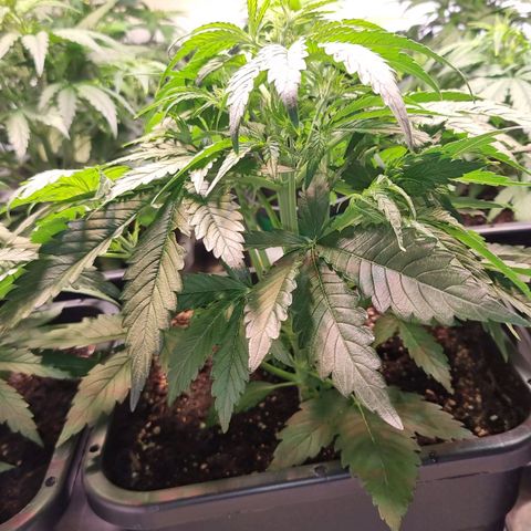 Medusa growlog timeline photo