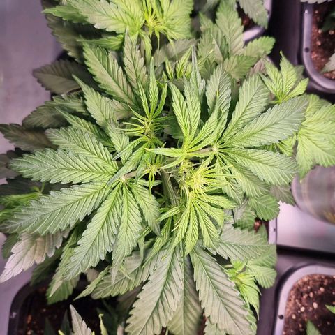 Medusa growlog timeline photo