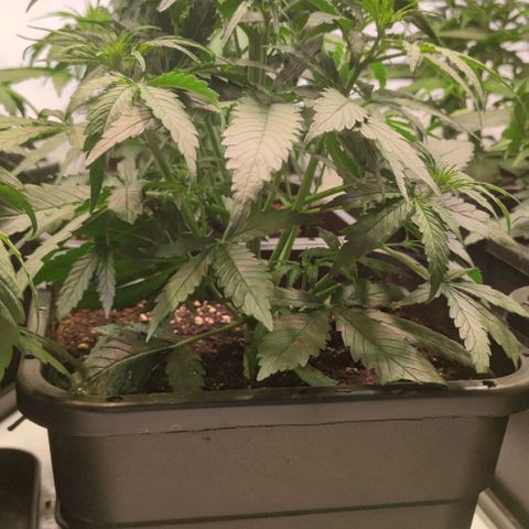 Medusa growlog timeline photo