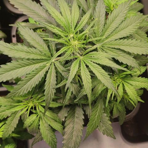 Medusa growlog timeline photo