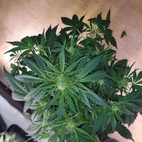 Medusa growlog timeline photo