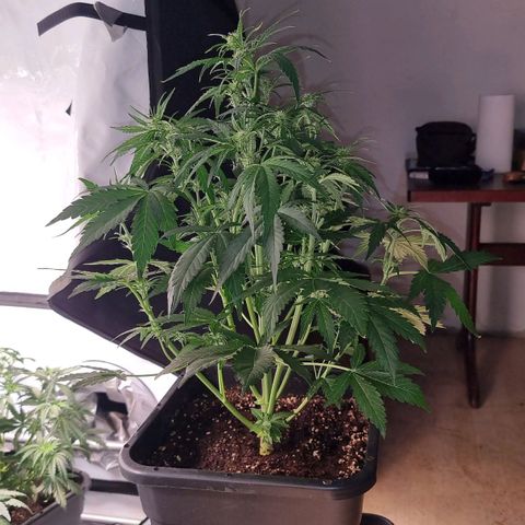 Medusa growlog timeline photo