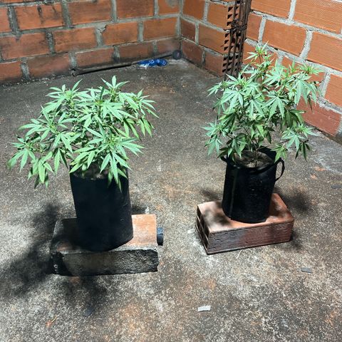 AK growlog timeline photo