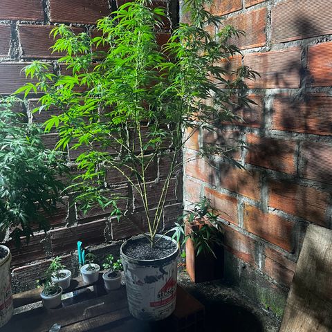AK growlog timeline photo