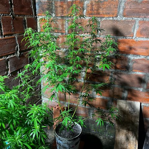 AK growlog timeline photo
