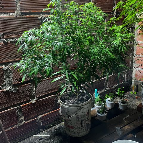 AK growlog timeline photo