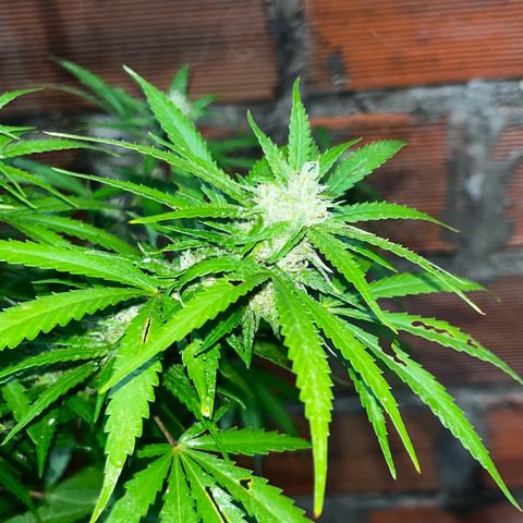AK growlog timeline photo