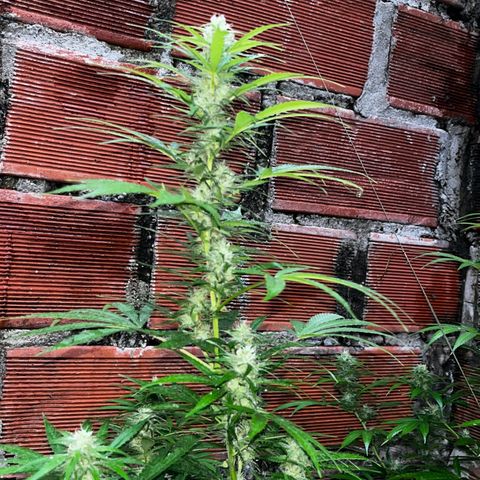 AK growlog timeline photo