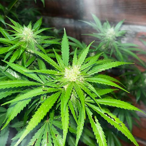 AK growlog timeline photo