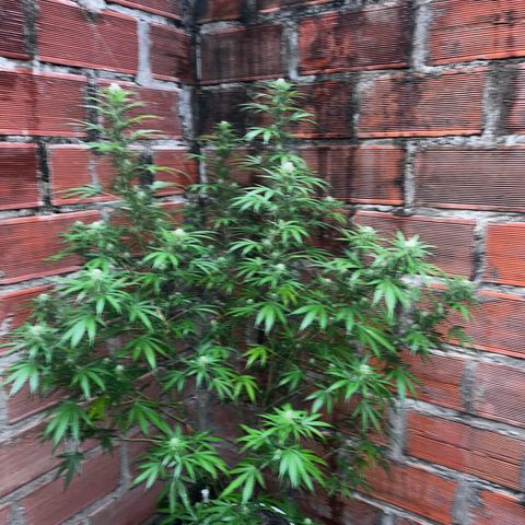 AK growlog timeline photo