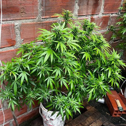 AK growlog timeline photo