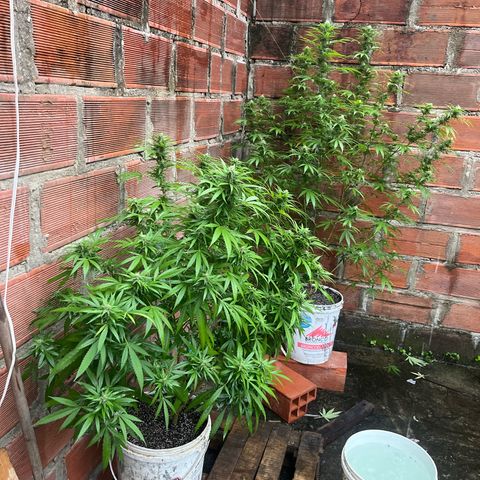 AK growlog timeline photo