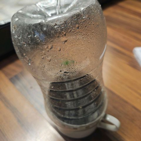 Blackberry Moonrocks (Elon) growlog photo: Der Jüngling im DIY-Anzuchtgefäß um RLF hoch zu halten.