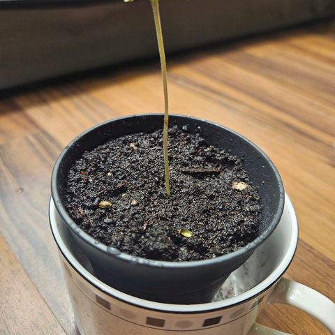 Blackberry Moonrocks (Elon) growlog photo: Der Jüngling im DIY-Anzuchtgefäß um RLF hoch zu halten.