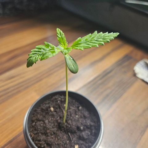 Blackberry Moonrocks (Elon) growlog timeline photo