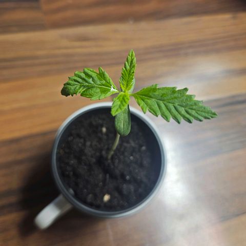 Blackberry Moonrocks (Elon) growlog photo: Leichter schaden am Blatt mögliche Überwässrung. Wachstum aber trotzdem stark 