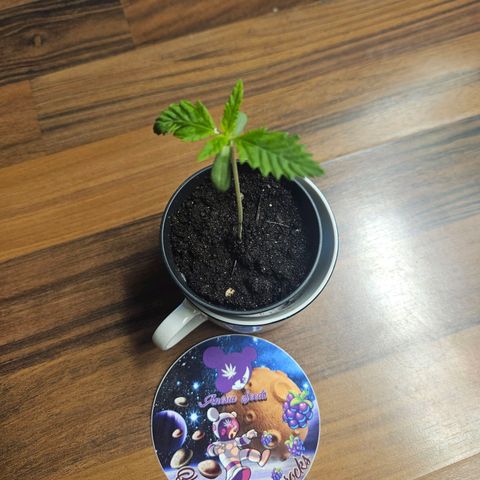 Blackberry Moonrocks (Elon) growlog timeline photo
