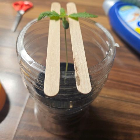 Blackberry Moonrocks (Elon) growlog photo: Emergency bed for the patient. Hope I can safe him