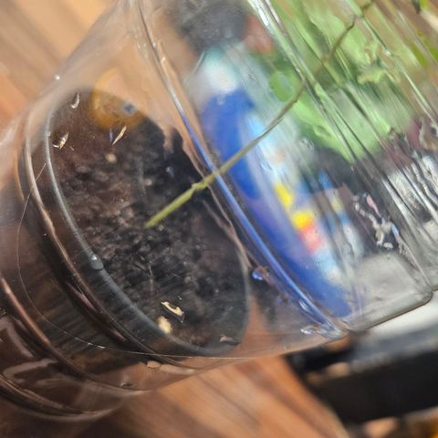 Blackberry Moonrocks (Elon) growlog photo: Emergency bed for the patient. Hope I can safe him