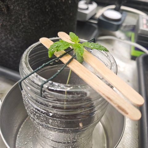 Blackberry Moonrocks (Elon) growlog photo: Krankenzimmer der Pflanze.
Sofortmaßnahmen:
Plastik für höhere RLF zur Heilung.
Acti-Vera spray zur Unterstützung.
Abstand zur Lampe verdoppelt.
"Stamm" gesichert und fixiert.
