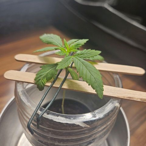 Blackberry Moonrocks (Elon) growlog photo: Verletzt, aber Elon hat es überlebt. Der Knick zeigt erste Heilungsprozesse und das Wachstum bleibt, wenn auch sehr gehemmt bestehen! Weiter täglich 2x Lösung sprühen und RLF hoch halten