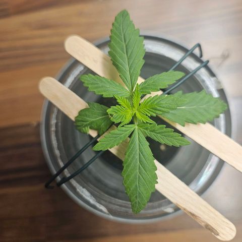 Blackberry Moonrocks (Elon) growlog photo: Verletzt, aber Elon hat es überlebt. Der Knick zeigt erste Heilungsprozesse und das Wachstum bleibt, wenn auch sehr gehemmt bestehen! Weiter täglich 2x Lösung sprühen und RLF hoch halten