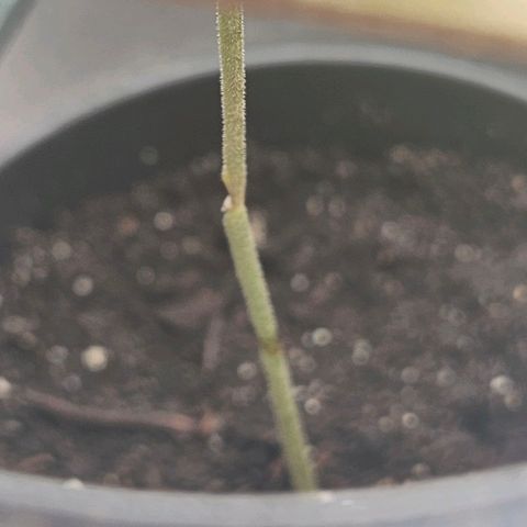 Blackberry Moonrocks (Elon) growlog photo: Verletzt, aber Elon hat es überlebt. Der Knick zeigt erste Heilungsprozesse und das Wachstum bleibt, wenn auch sehr gehemmt bestehen! Weiter täglich 2x Lösung sprühen und RLF hoch halten